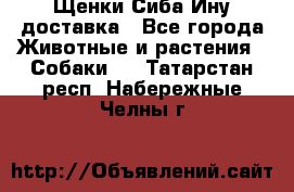 Щенки Сиба Ину доставка - Все города Животные и растения » Собаки   . Татарстан респ.,Набережные Челны г.